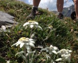 fleurs-montagne-edelweiss-randonneurs-bamvo-4085