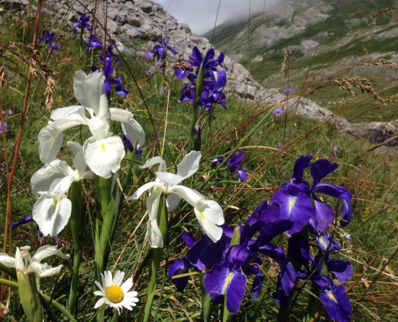 fleurs-montagne-bouquet-iris-blanc-et-bleu-bamvo-4084